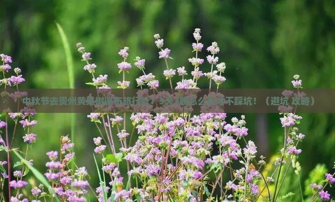 中秋节去贵州黄果树瀑布旅行社
