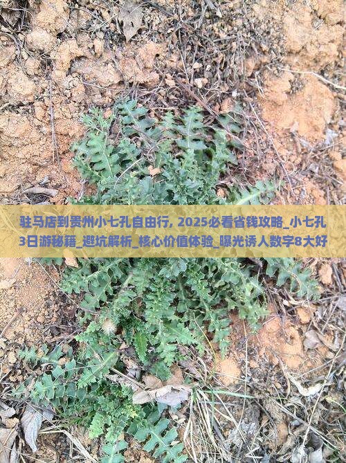 驻马店到贵州小七孔自由行