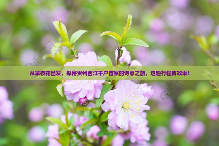 攀枝花去贵州西江千户苗寨五日游 攀枝花去贵州西江千户苗寨五日游