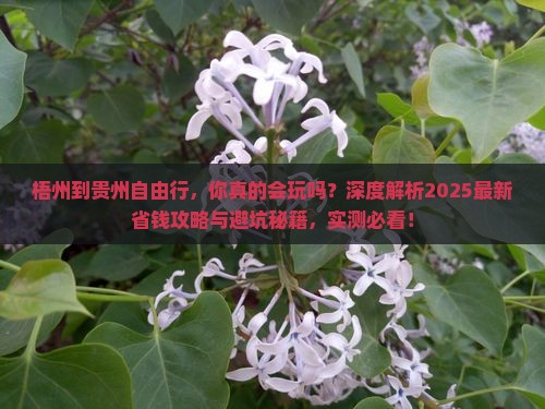 梧州到贵州自由行