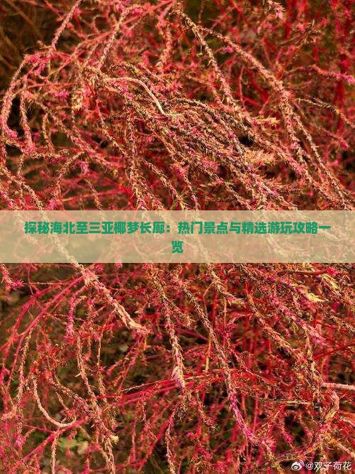 探秘海北至三亚椰梦长廊：热门景点与精选游玩攻略一览