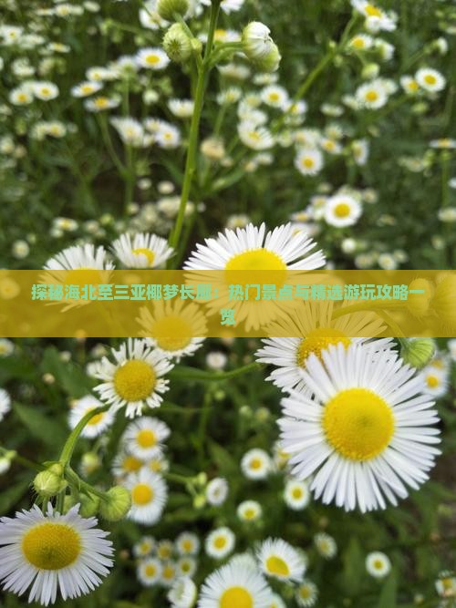 探秘海北至三亚椰梦长廊：热门景点与精选游玩攻略一览
