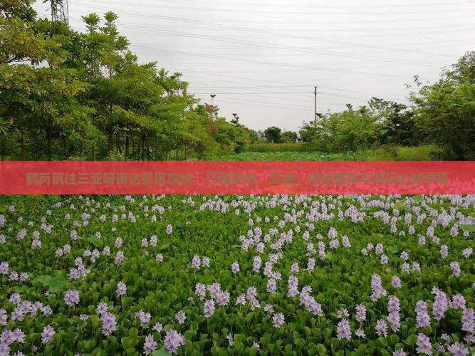 鹤岗前往三亚呀诺达景区攻略：行程规划、交通、住宿推荐与游玩必知事项