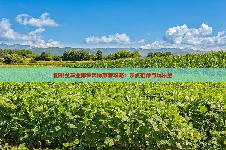 仙桃至三亚椰梦长廊旅游攻略：景点推荐与玩乐全