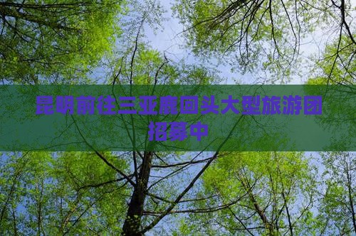 昆明前往三亚鹿回头大型旅游团招募中
