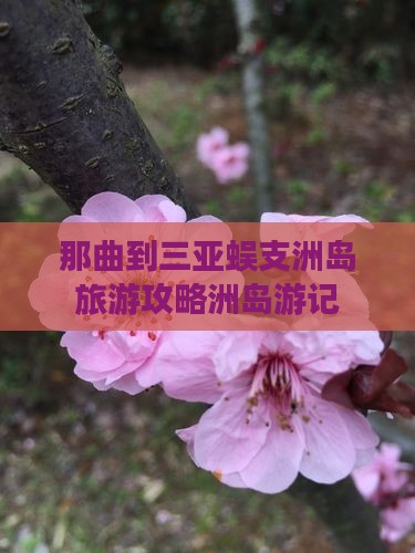 那曲到三亚蜈支洲岛旅游攻略洲岛游记