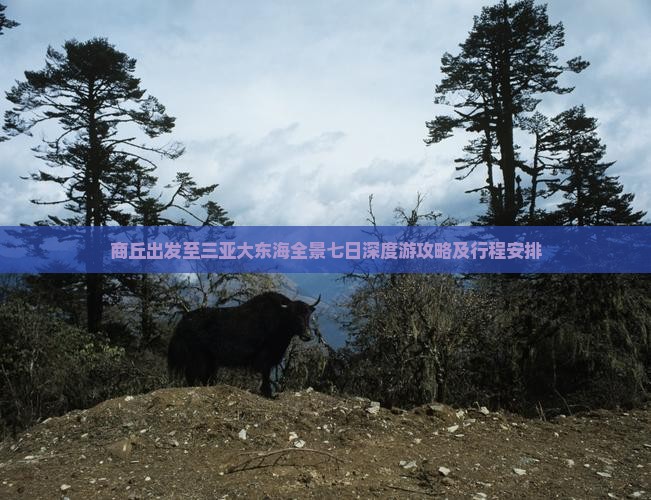 商丘出发至三亚大东海全景七日深度游攻略及行程安排