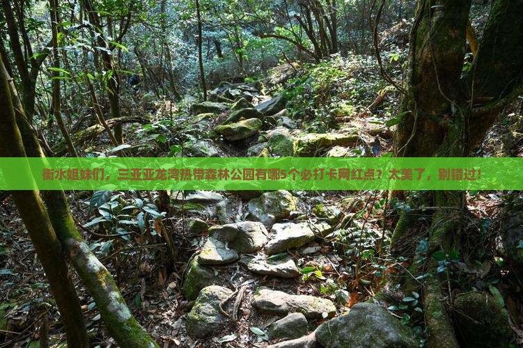 衡水去三亚亚龙湾热带森林公园旅游网红地点