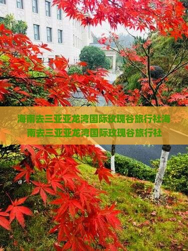 海南去三亚亚龙湾国际玫瑰谷旅行社