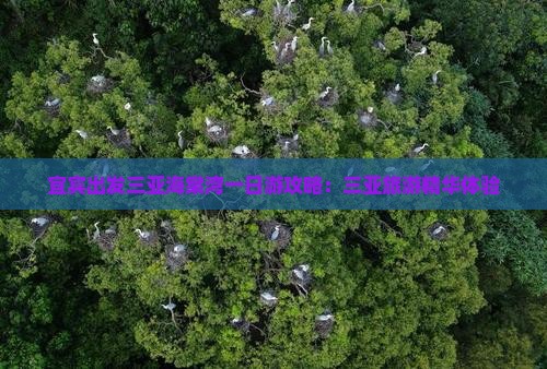 宜宾出发三亚海棠湾一日游攻略：三亚旅游精华体验
