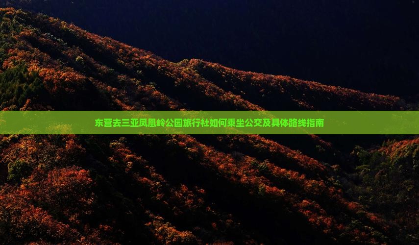 东营去三亚凤凰岭公园旅行社如何乘坐公交及具体路线指南