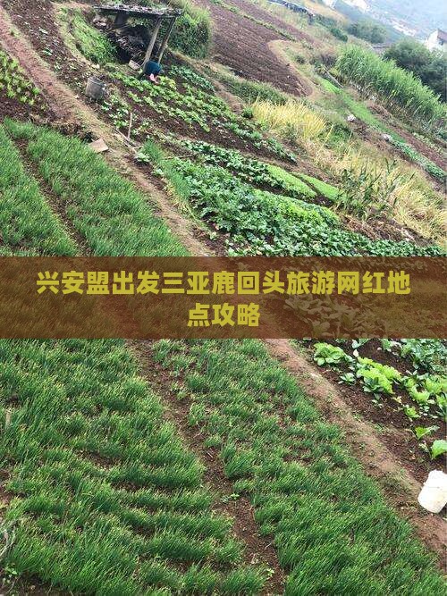 兴安盟出发三亚鹿回头旅游网红地点攻略