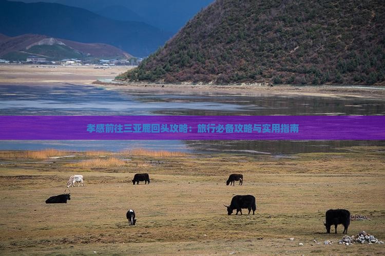 孝感前往三亚鹿回头攻略：旅行必备攻略与实用指南