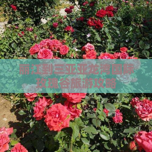 丽江到三亚亚龙湾国际玫瑰谷旅游攻略