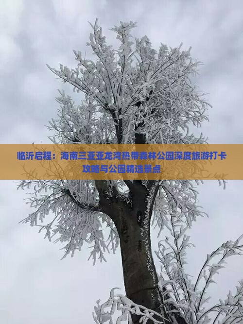 临沂启程：海南三亚亚龙湾热带森林公园深度旅游打卡攻略与公园精选景点