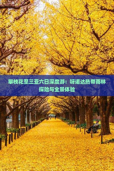 攀枝花至三亚六日深度游：呀诺达热带雨林探险与全景体验