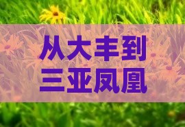 大丰出发三亚凤凰岛团体旅游 大丰出发三亚凤凰岛团体旅游