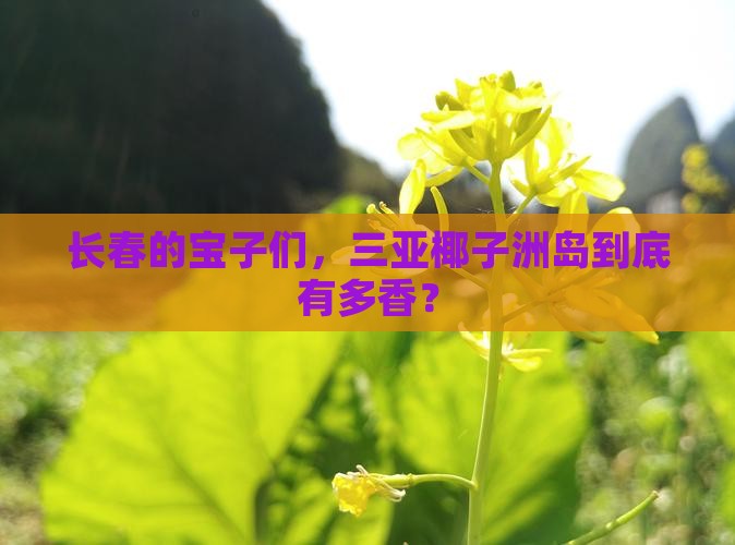 长春去三亚椰子洲岛必玩地
