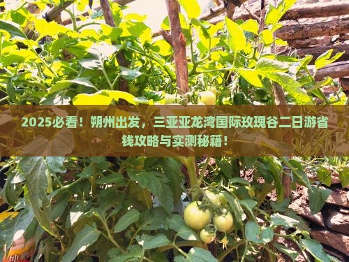 朔州前往三亚亚龙湾国际玫瑰谷二日游