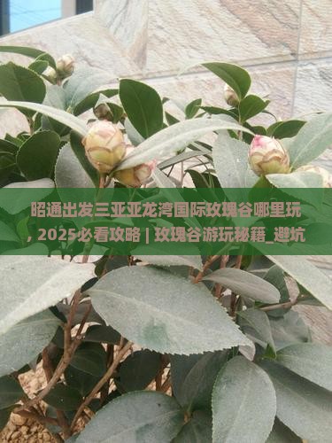 昭通出发三亚亚龙湾国际玫瑰谷哪里玩