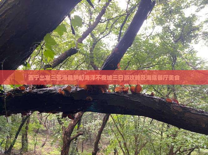 西宁出发三亚海昌梦幻海洋不夜城三日游
