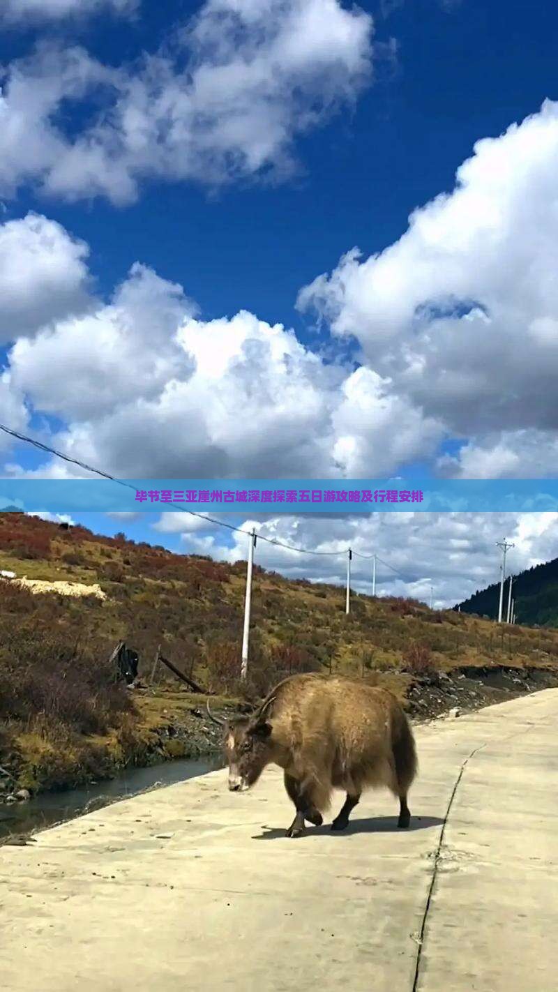 毕节至三亚崖州古城深度探索五日游攻略及行程安排