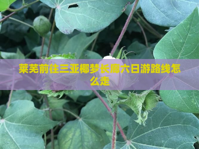 莱芜前往三亚椰梦长廊六日游路线怎么走