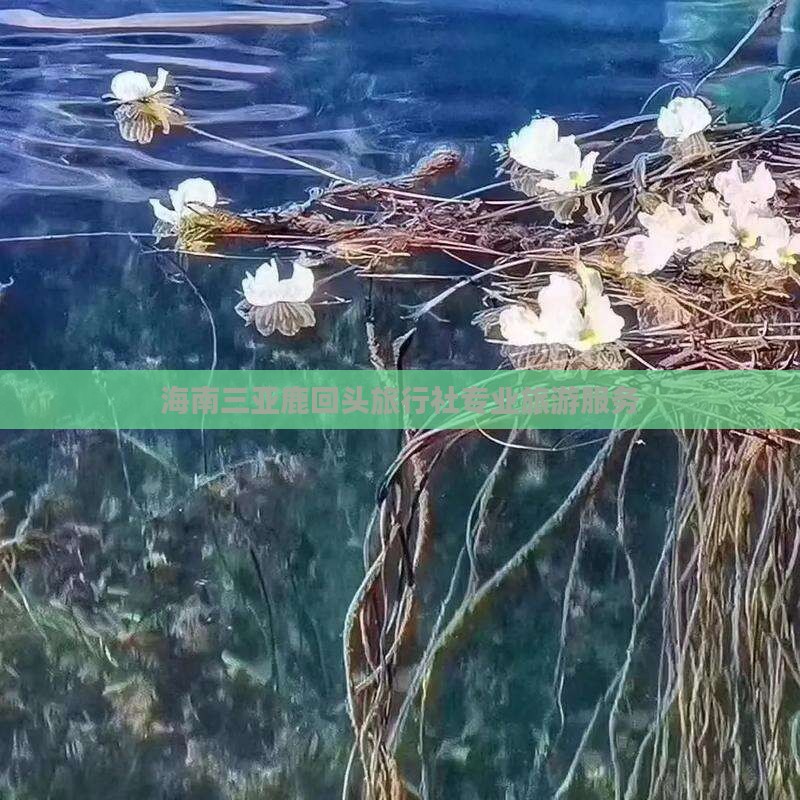 海南三亚鹿回头旅行社专业旅游服务 海南三亚鹿回头旅行社专业旅游服务