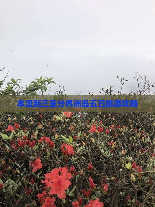 本溪到三亚分界洲岛五日旅游攻略