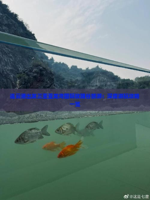连云港出发三亚亚龙湾国际玫瑰谷旅游：深度游玩攻略一览