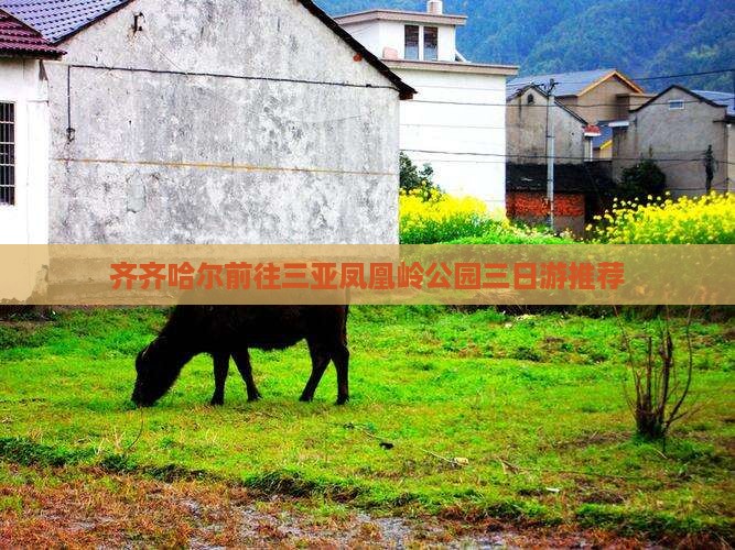 齐齐哈尔前往三亚凤凰岭公园三日游推荐