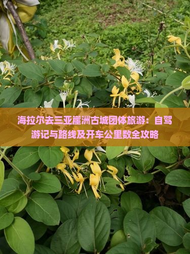 海拉尔去三亚崖洲古城团体旅游：自驾游记与路线及开车公里数全攻略