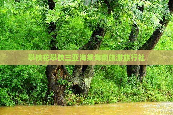 攀枝花去三亚海棠湾旅行社