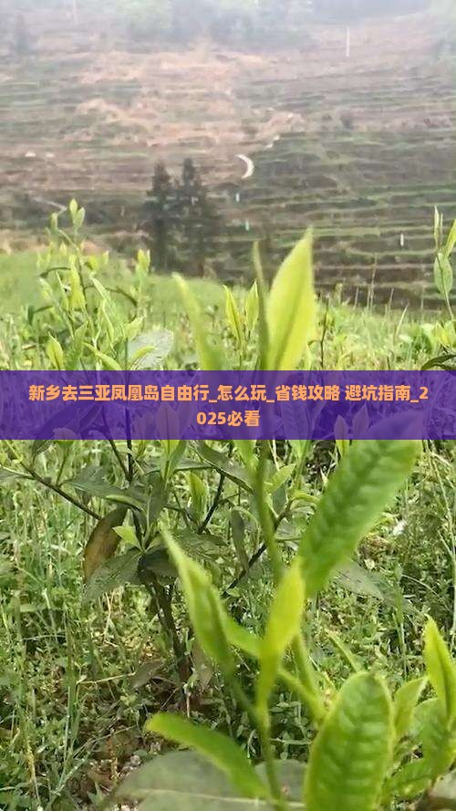 新乡去三亚凤凰岛自由行