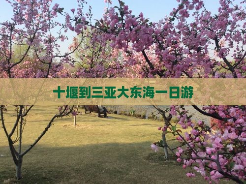 十堰到三亚大东海一日游