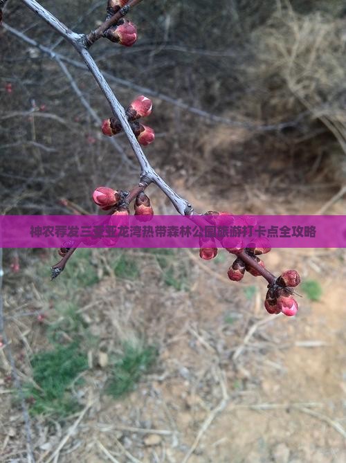 神农荐发三亚亚龙湾热带森林公园旅游打卡点全攻略