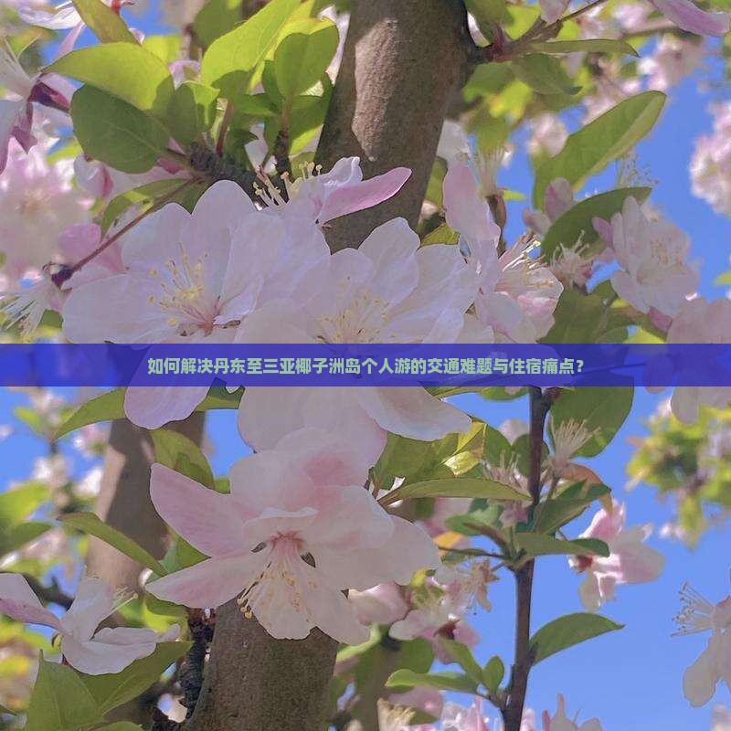 如何解决丹东至三亚椰子洲岛个人游的交通难题与住宿痛点？