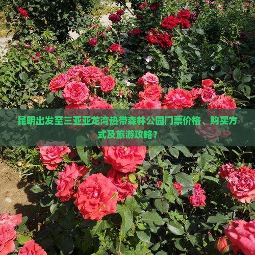 昆明出发至三亚亚龙湾热带森林公园门票价格、购买方式及旅游攻略？