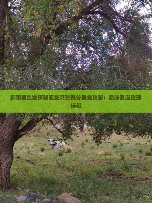 鄢陵县出发探秘亚龙湾玫瑰谷美食攻略：品味浪漫玫瑰佳肴