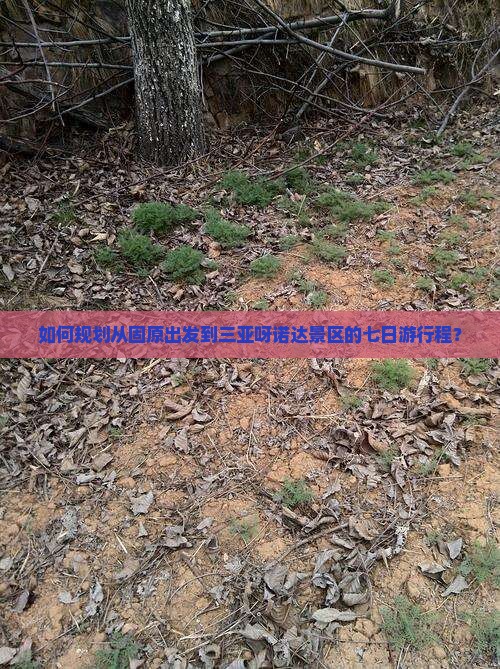 如何规划从固原出发到三亚呀诺达景区的七日游行程？