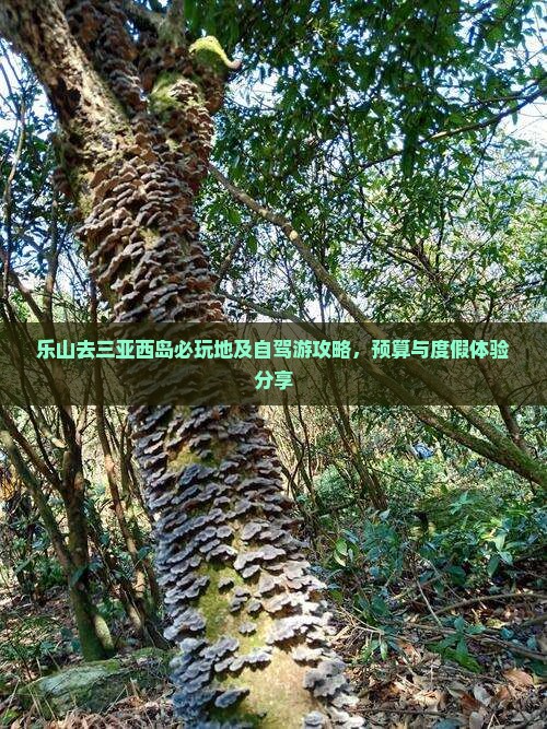 乐山去三亚西岛必玩地及自驾游攻略，预算与度假体验分享