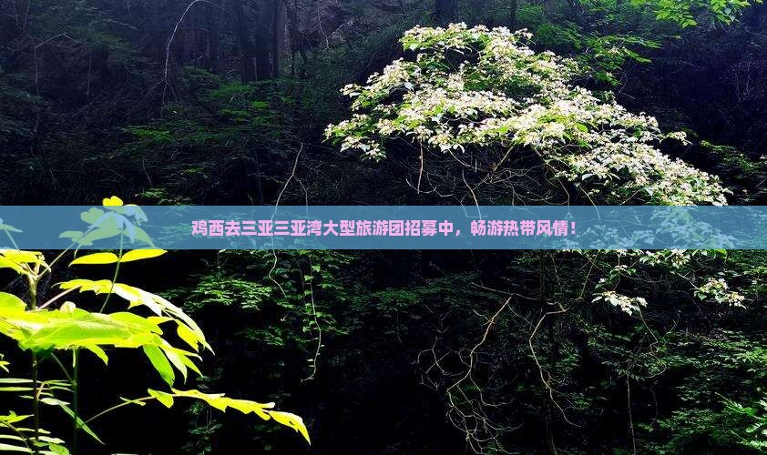 鸡西去三亚三亚湾大型旅游团招募中，畅游热带风情！