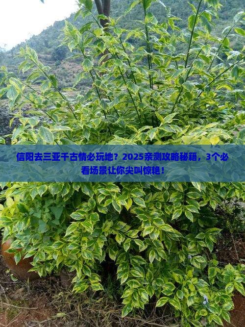 信阳去三亚千古情必玩地