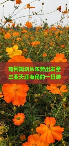 如何规划从东莞出发至三亚天涯海角的一日游行程？