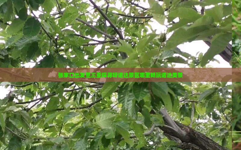 张家口出发至三亚探寻呀诺达景区哪里畅玩诺达美景