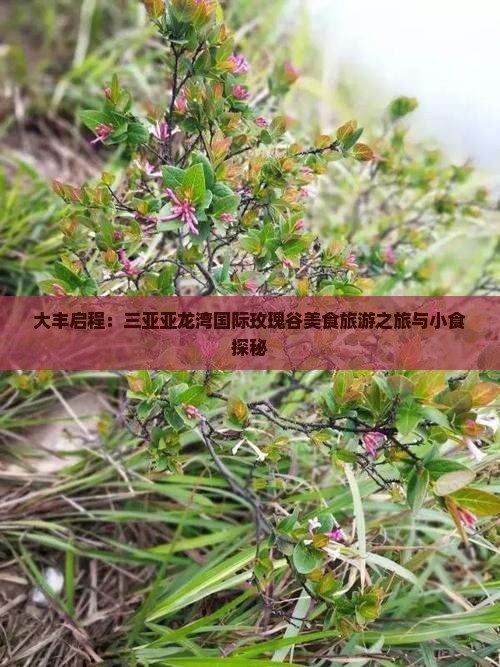 大丰启程：三亚亚龙湾国际玫瑰谷美食旅游之旅与小食探秘