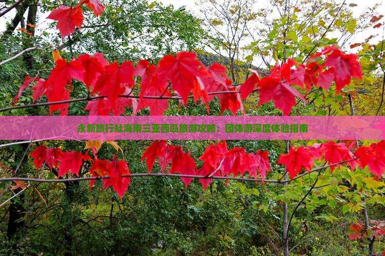 永新旅行社海南三亚西岛旅游攻略：团体游深度体验指南