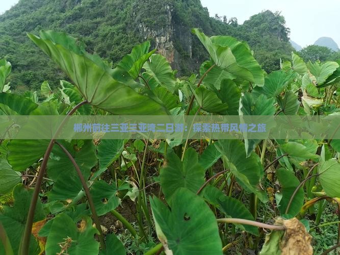郴州前往三亚三亚湾二日游：探索热带风情之旅