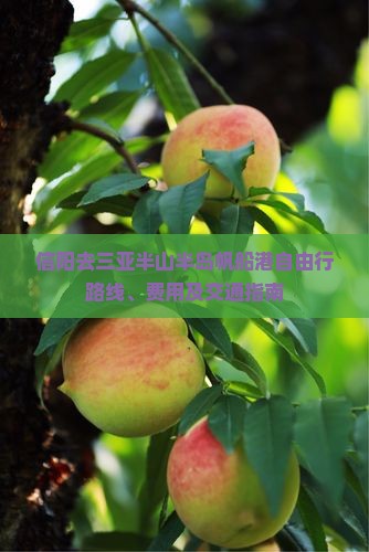 信阳去三亚半山半岛帆船港自由行路线、费用及交通指南