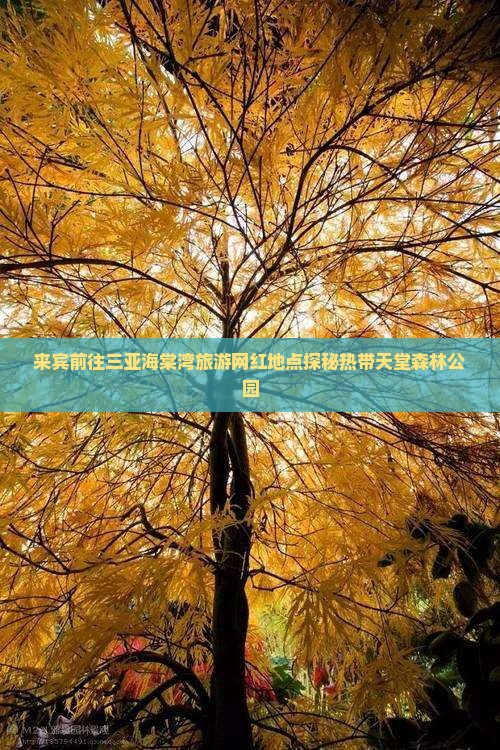 来宾前往三亚海棠湾旅游网红地点探秘热带天堂森林公园